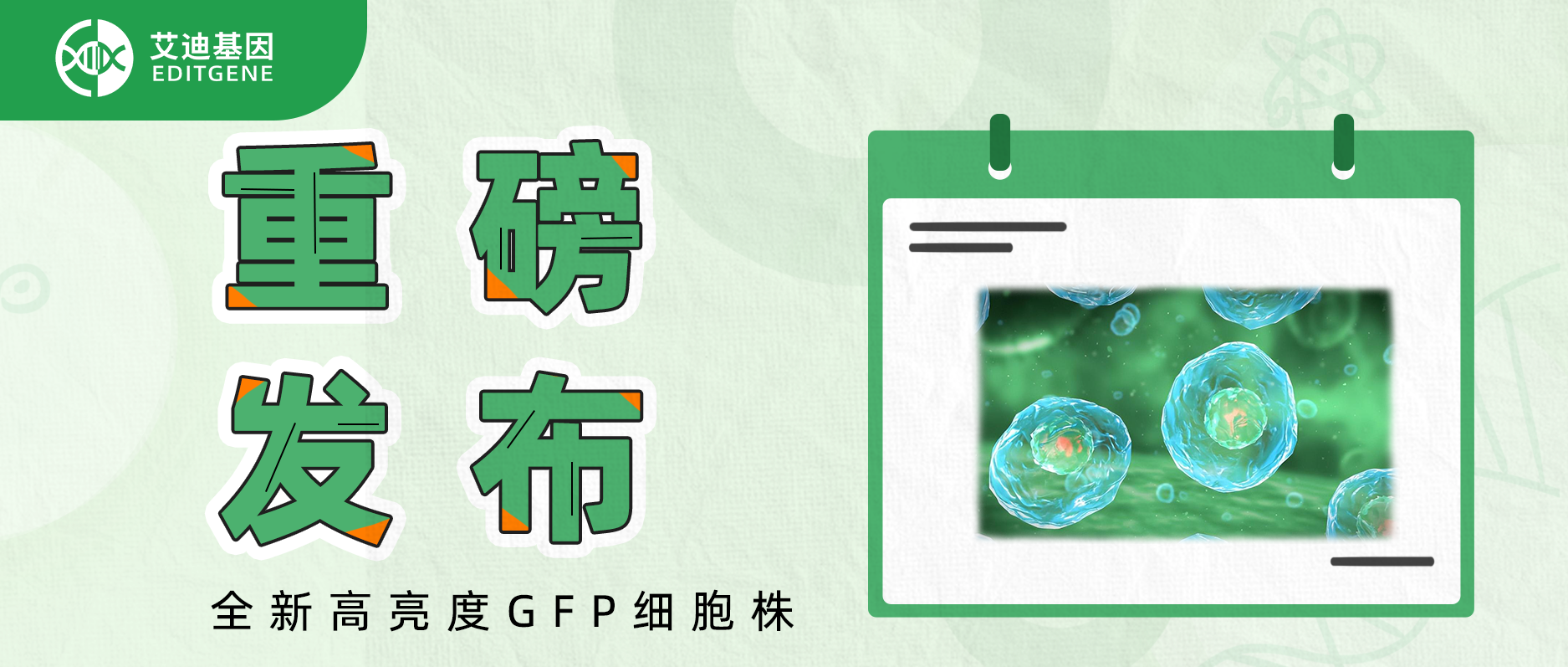 重磅发布：全新高亮度GFP细胞株！