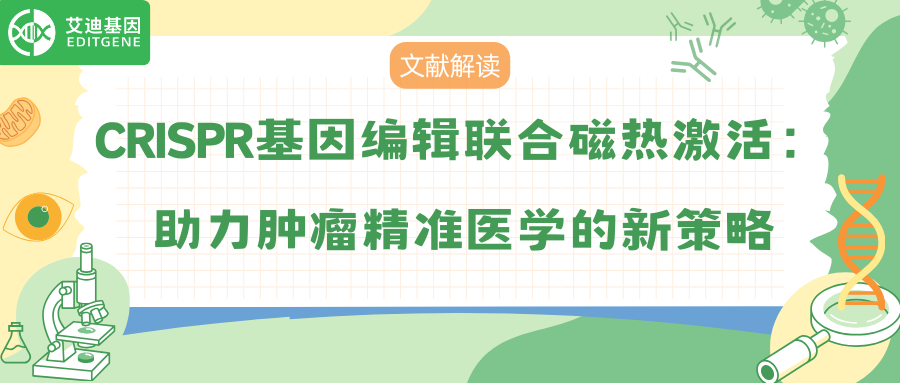 CRISPR基因编辑联合磁热激活：助力肿瘤精准医学的新策略